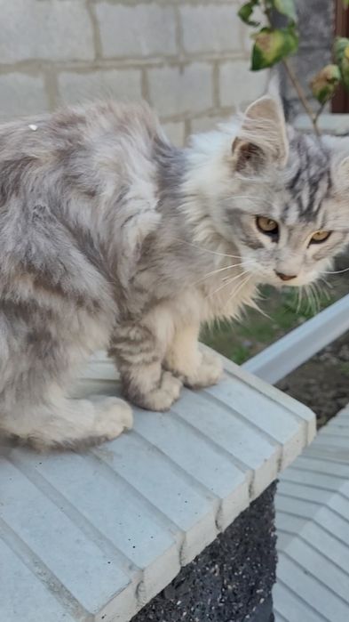 Котята Мейн-кун из питомника