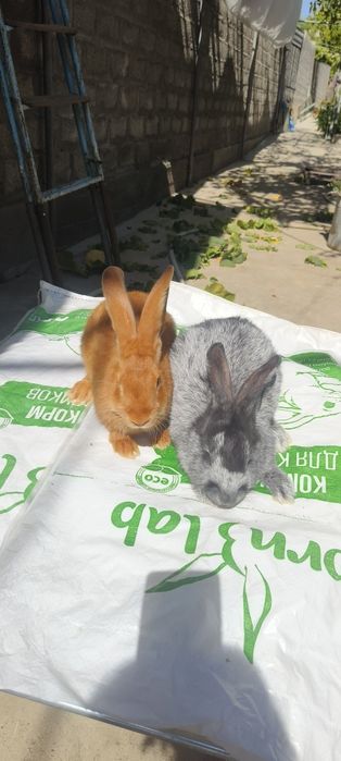 Кролики Бургундской породы и Полтавское серебро