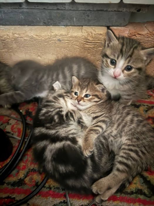 Отдадим в хорошие руки  двухмесячных котят