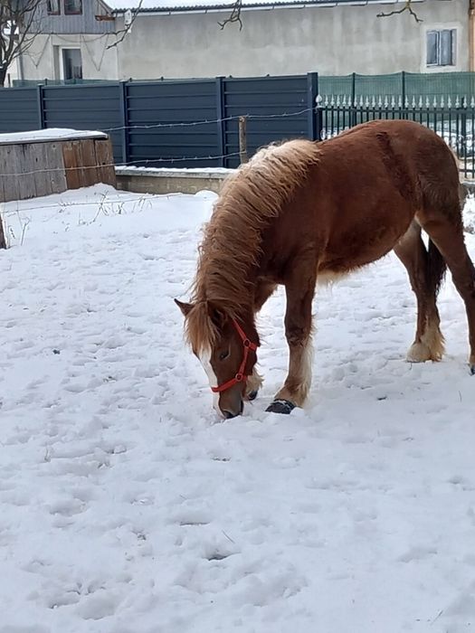 Se vinde mânză la alegere!!! Capu Câmpului