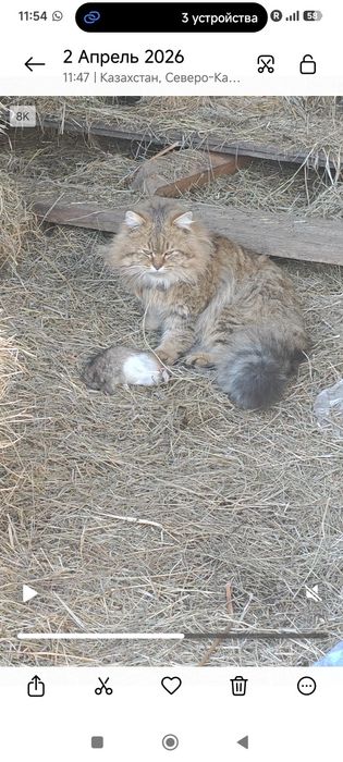 Отдам котенка в хорошие руки