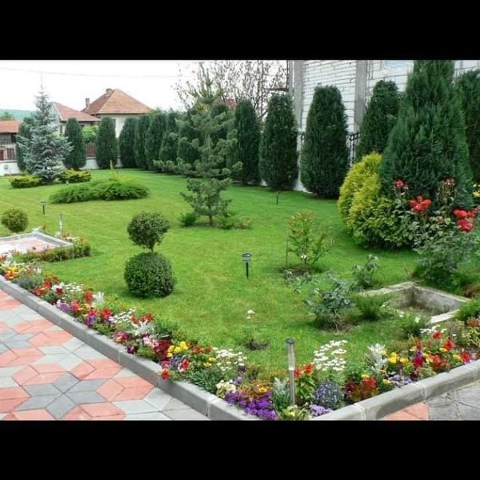 Plante decorative