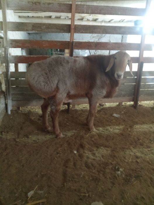 80линали арашан қўчқор сотилади. Нархи 12 млн