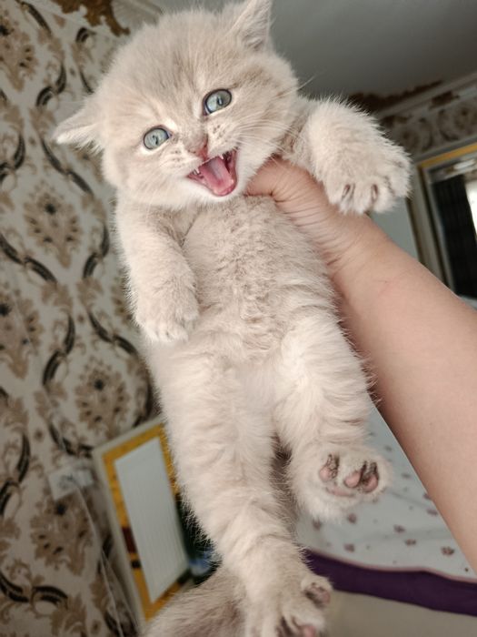 Britan galuboy shinshila