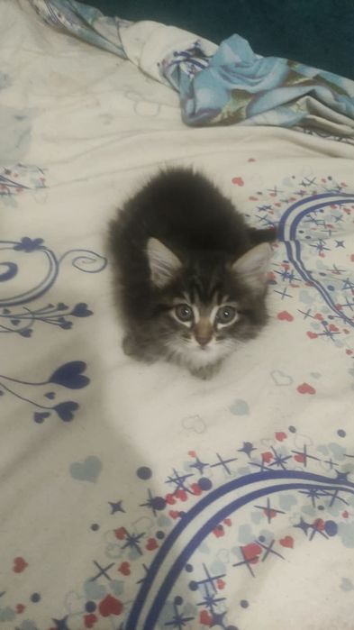 Отдам котят бесплатно