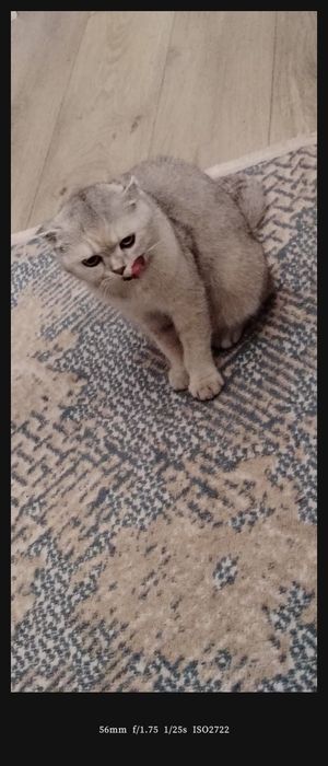 Кошка Серебристая шиншила