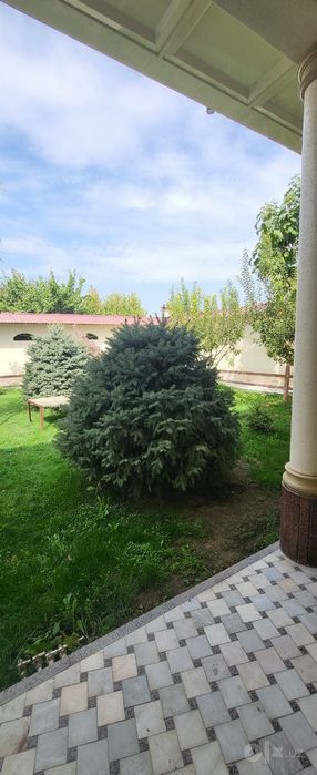 Ель голубая. (колючая)