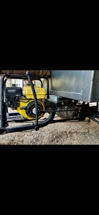 Муравей в хорошем состоянии