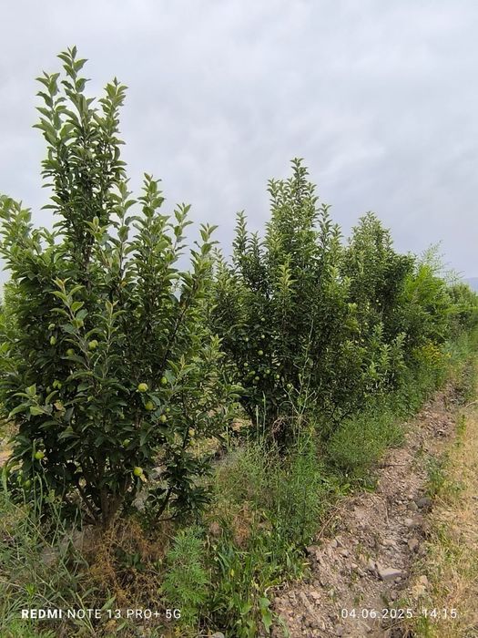 Сад яблоки слива