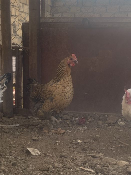 Тауықтар сатылады