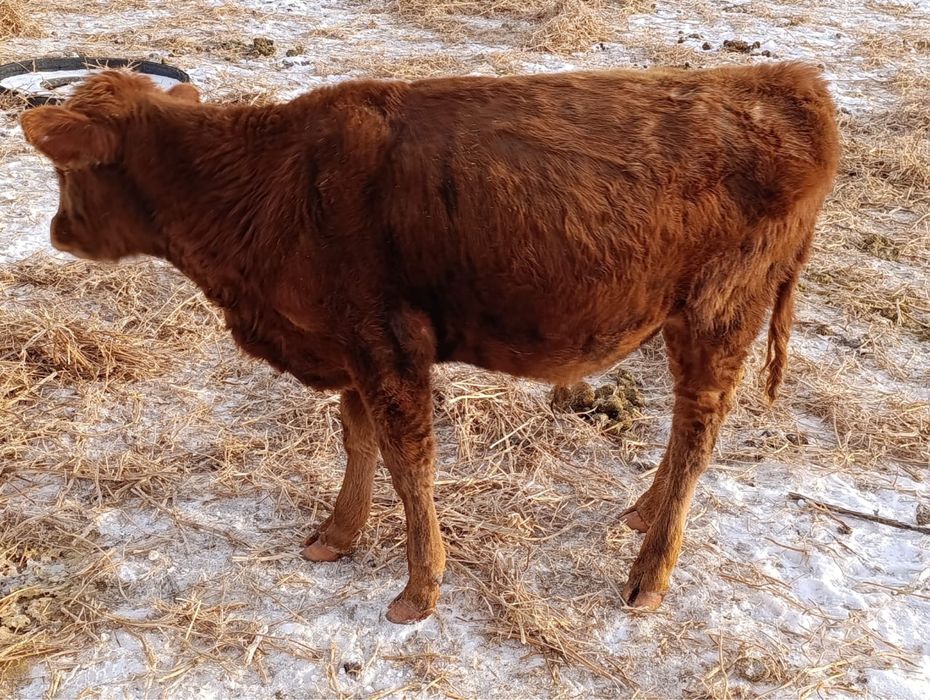 Продам бычков 11 голов в наличии