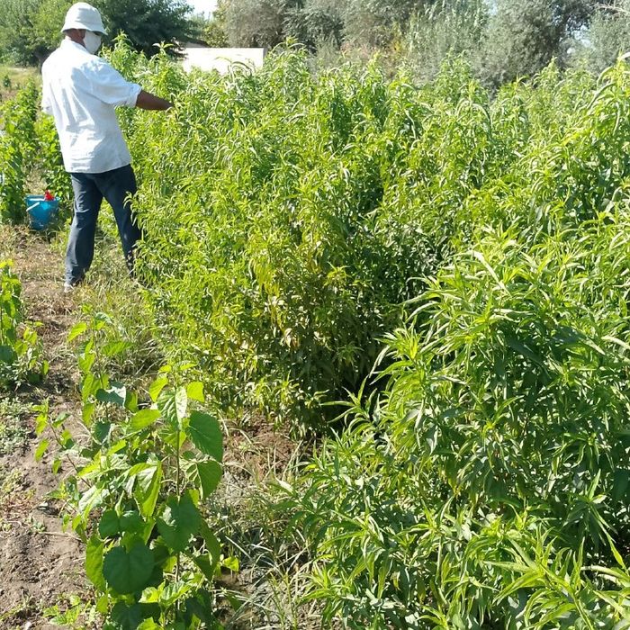 Шафтоли кучати, Персик, Shaftoli kuchati