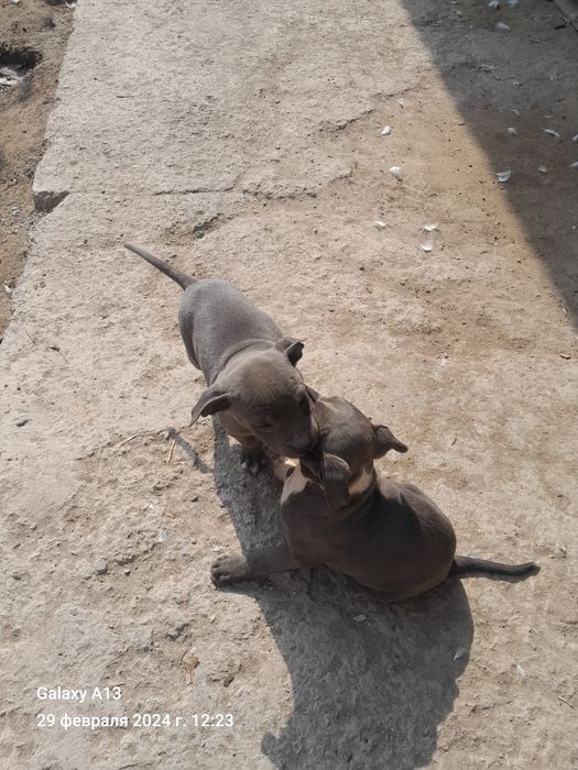 Staffer sotiladi sutdan chiqgon 4 dona