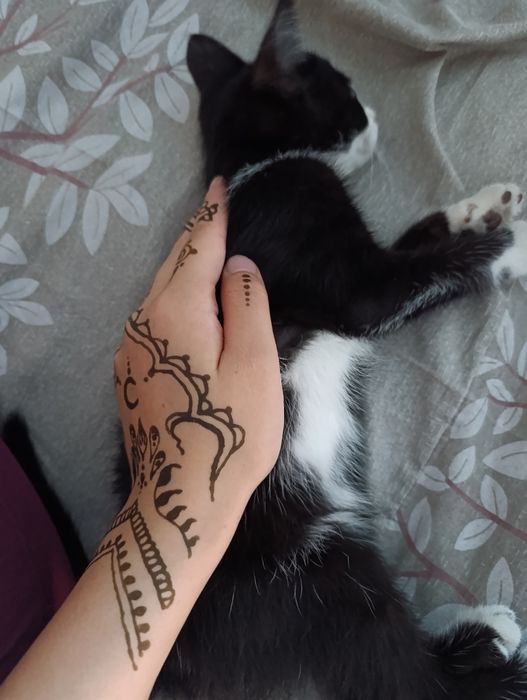 Продаются котенок