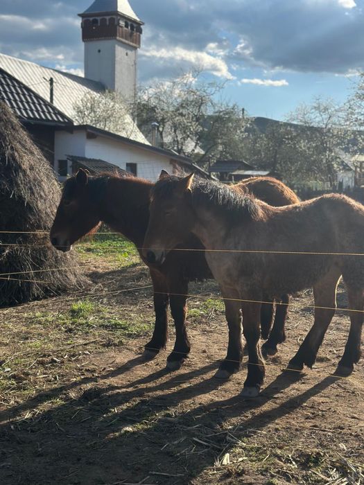 Cai semigrei doua iepe cu manji