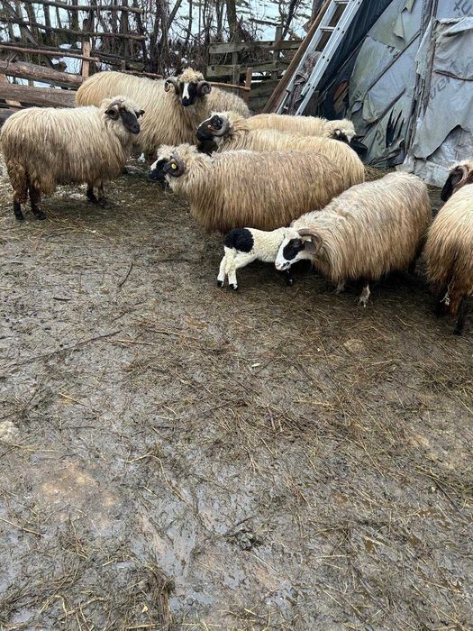 Oi și berbeci de vânzare