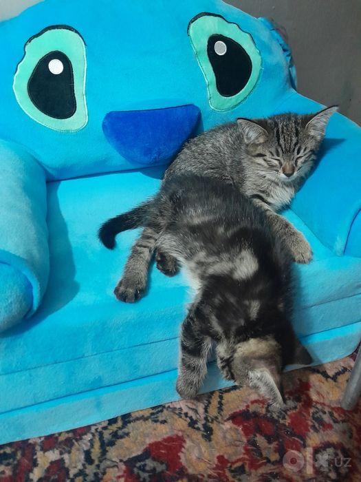Котята бесплатно в надёжные руки