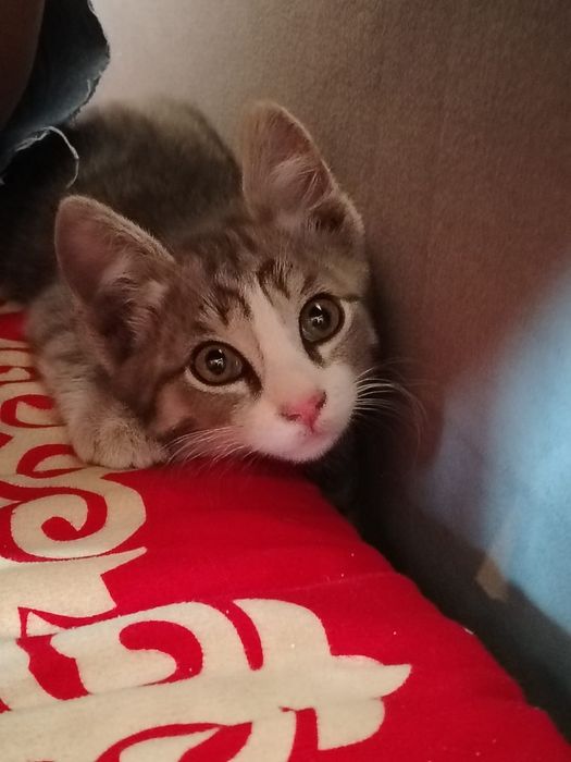 Котенок мальчик 3месяца