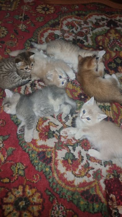 Zotli mushukla Otasi British Shinshila Onasi Scotish Strayt