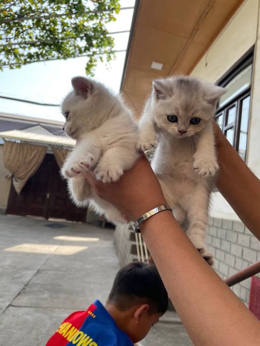 Чистая порода Британский шиншилла вязка