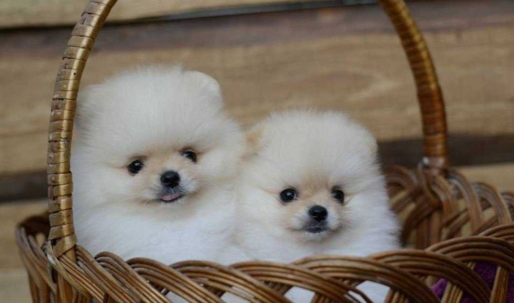 Померан мини мини