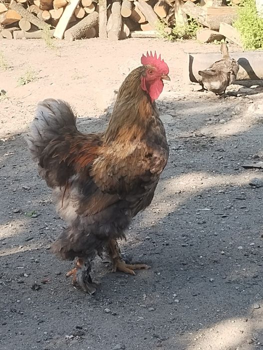 Cocoși metis brahma talie mare
