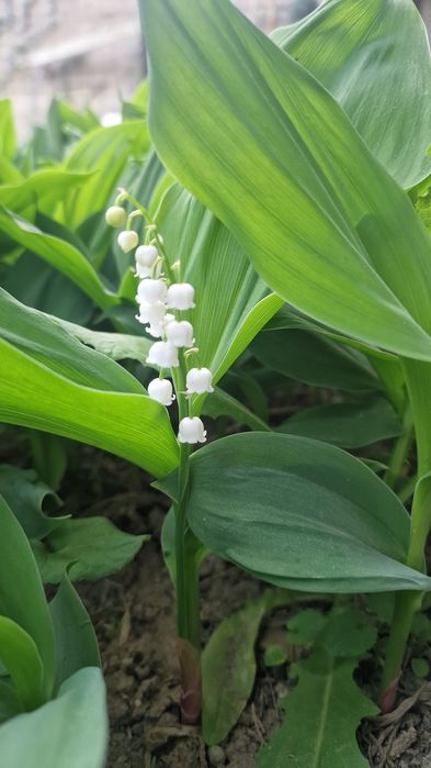 Букеты Ландышей Цветы