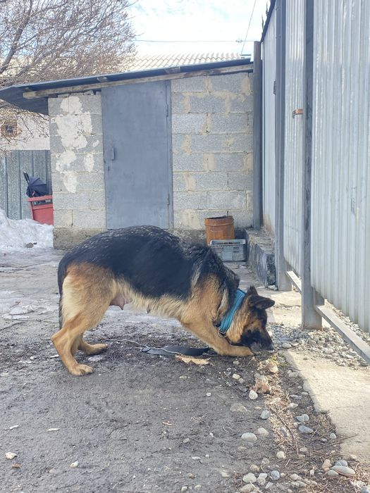 Күшіктер  овчарка үрғашы