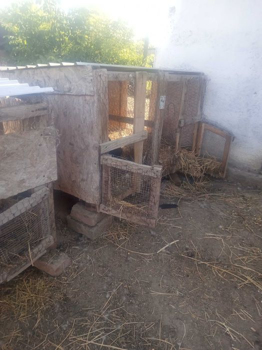 Vând cuști și hrănitori iepuri.
