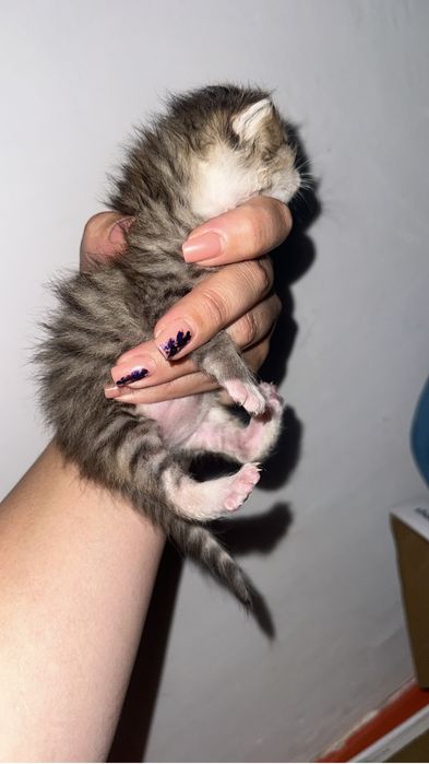Продается котенок оь мейн куна