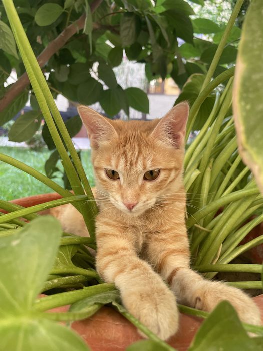 Кошка 6 месяцев девочка