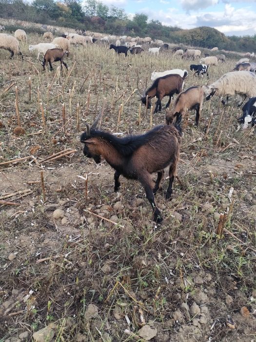 Disponibili țapisori