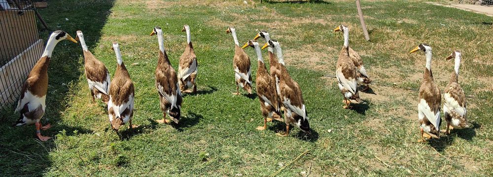 Oua rata alergătoare indiana, culoare maro baltat