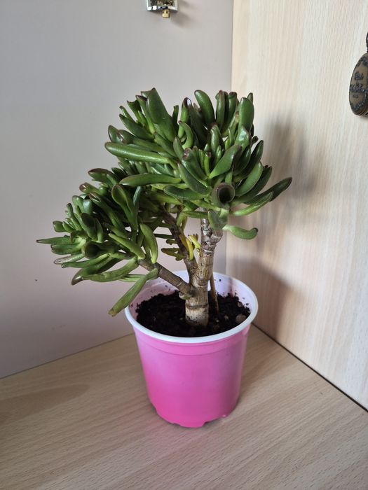 Crassula «Hobbit» (Крассула Хоббит)