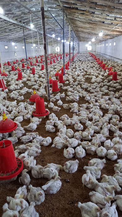 Бройлер сув идишлари