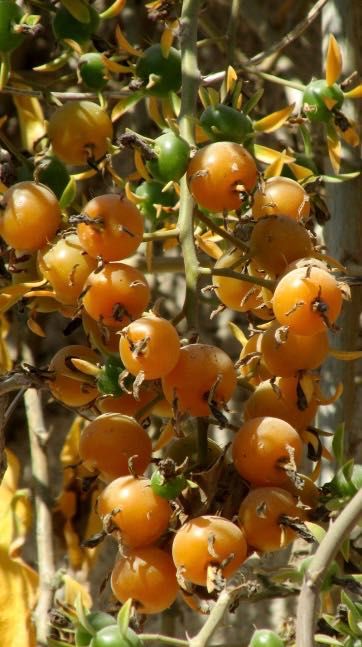 Много рядък и уникален кактус Переския с вкусни плодове,барбадоско грозде,Pereskia aculeata,екзотика