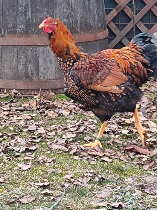 Vând cocos Wiandotte GSG