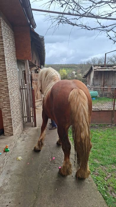 Vand cal de 4 ani castrat