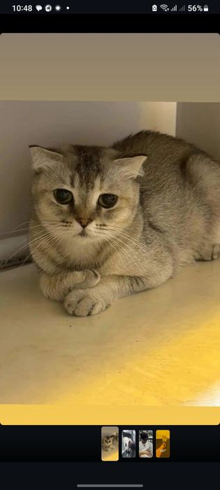 Boglangan kokraklar haqida porno video