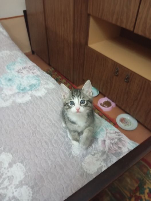 Одам котят в хорошие руки