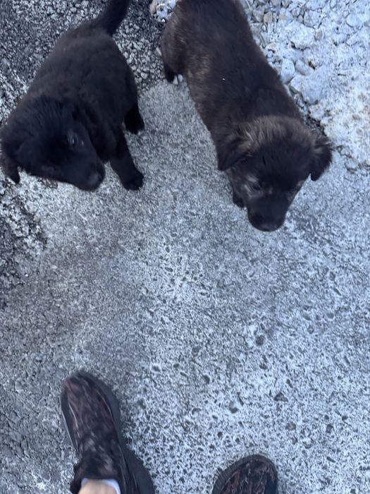 3 puiuti de catelusi fara casa au nevoie de ajutor