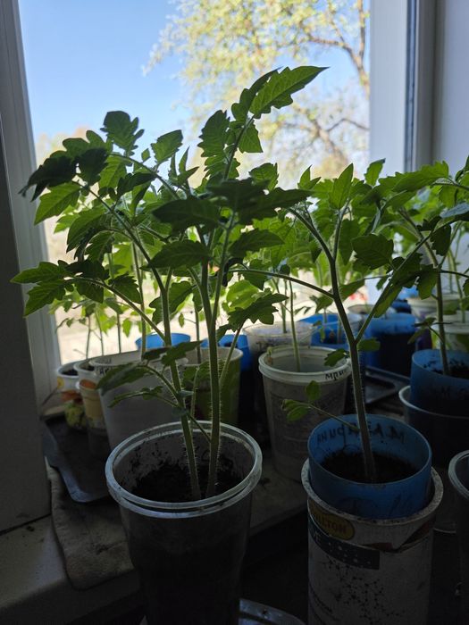 Продам рассаду помидор,перцев