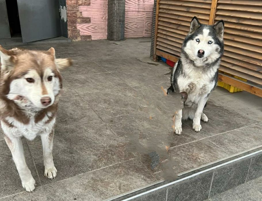 Потерялись две хаски