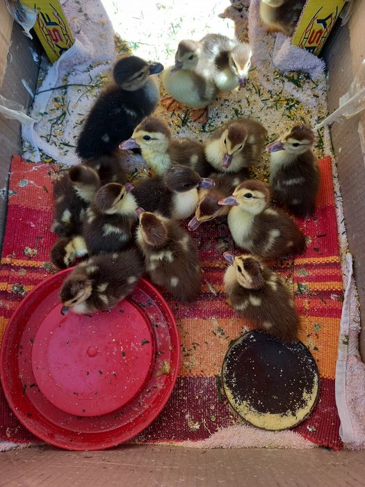 15 ratuste mute 23 lei bucata