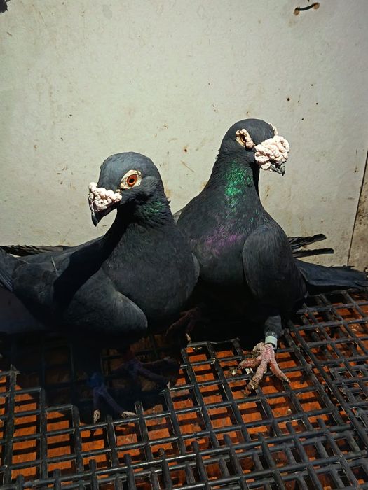 vand porumbei voiajori italieni