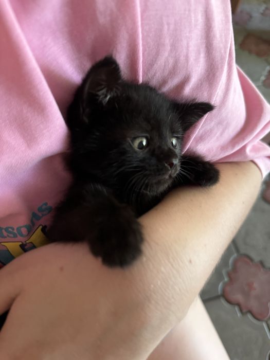 Котята бесплатно