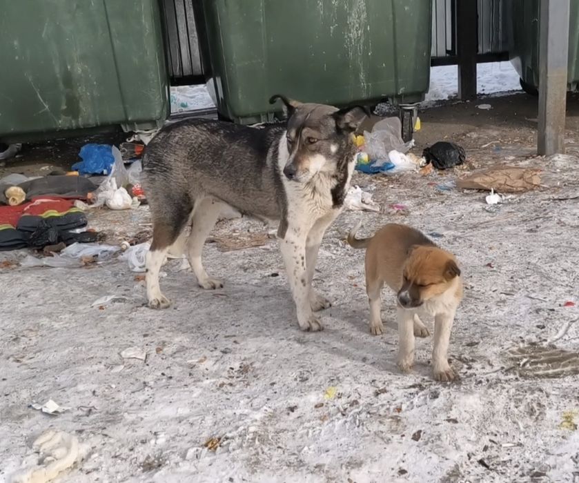 Щенок девочка на вид месяца 2,5-3.