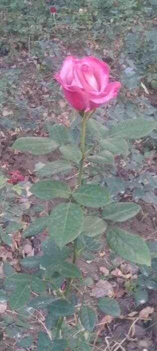 Атиргуллар хар хил ранглада