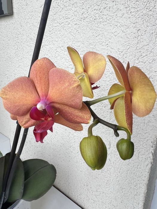 Орхидея адаптированые для домашнего интерьера