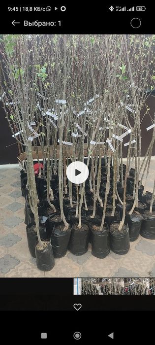 Продам саженцы  Россия